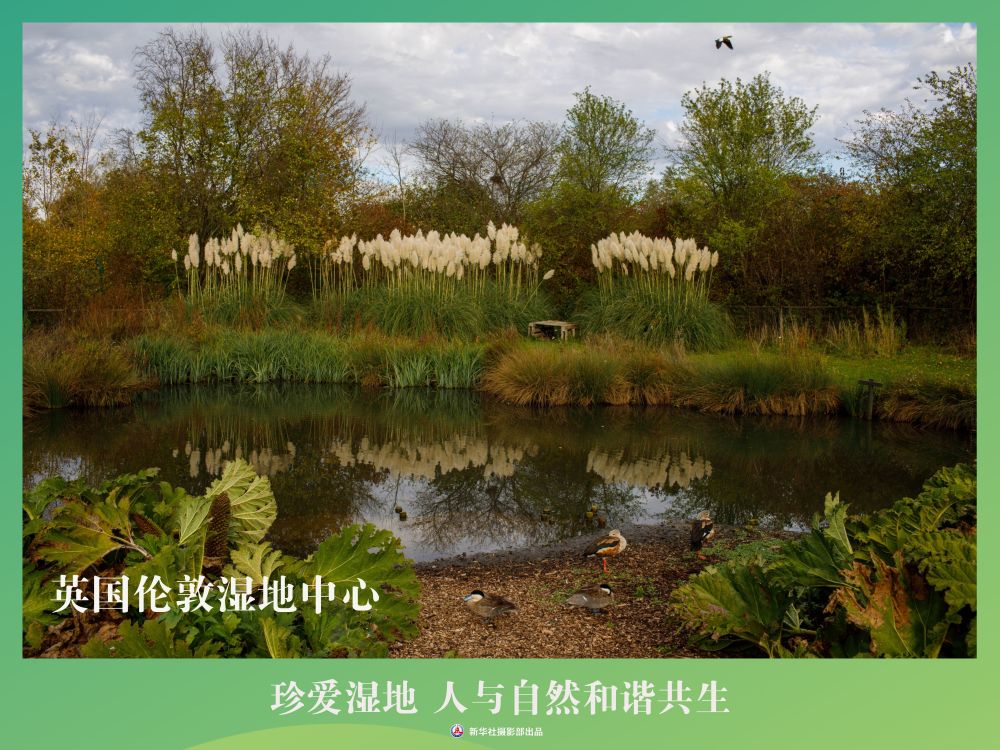 
南京各大医院黄牛代挂号电话票贩子号贩子网上预约挂号,住院检查加快,海报丨珍爱湿地 人与自然和谐共生