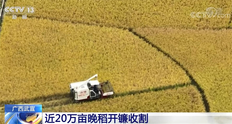 
北京鼓楼医院孙凌云黄牛代挂号电话票贩子号贩子网上预约挂号,住院检查加快,优质稻长势良好 广西武宣近20万亩晚稻开镰收割