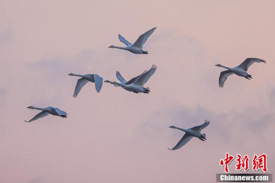 
南京眼科医院黄牛代挂号电话票贩子号贩子网上预约挂号,住院检查加快,5000余只大天鹅飞抵山东荣成越冬栖息