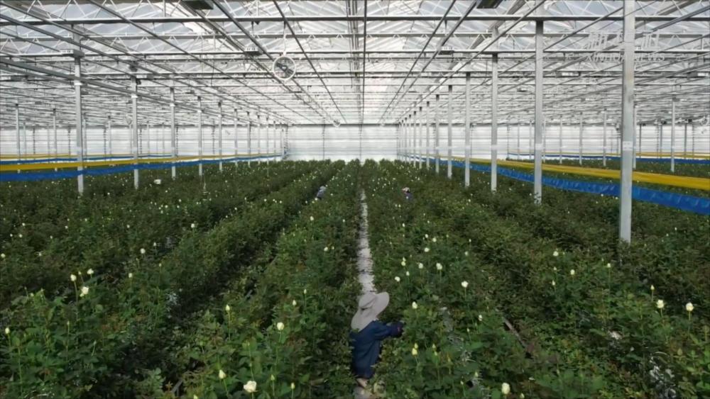 
上海中山医院黄牛代挂号电话票贩子号贩子网上预约挂号,住院检查加快,甘肃临夏：家门口的玫瑰花田“托起”她们的乡村振兴梦