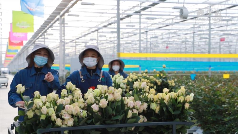 
上海中山医院黄牛代挂号电话票贩子号贩子网上预约挂号,住院检查加快,甘肃临夏：家门口的玫瑰花田“托起”她们的乡村振兴梦