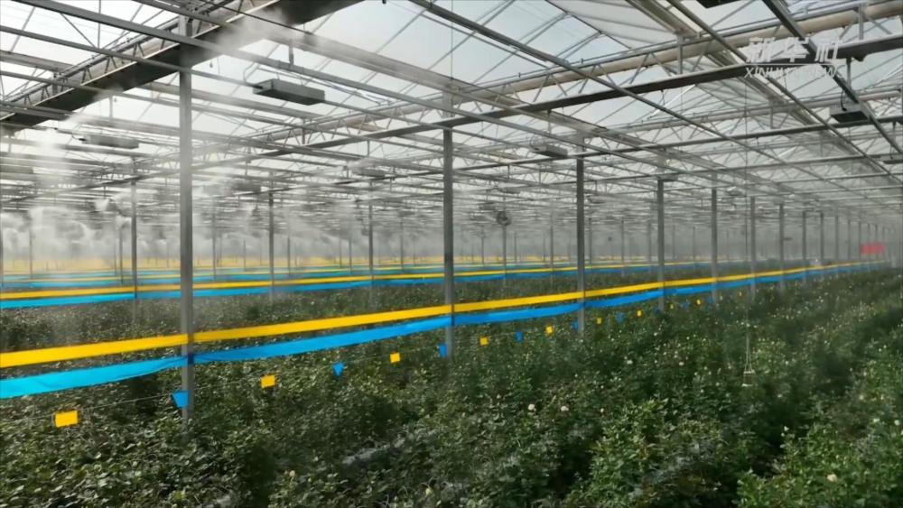 
上海中山医院黄牛代挂号电话票贩子号贩子网上预约挂号,住院检查加快,甘肃临夏：家门口的玫瑰花田“托起”她们的乡村振兴梦