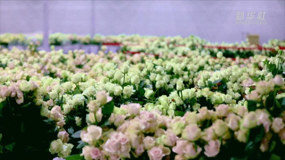 
上海中山医院黄牛代挂号电话票贩子号贩子网上预约挂号,住院检查加快,甘肃临夏：家门口的玫瑰花田“托起”她们的乡村振兴梦