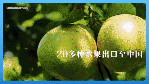 
广州中医药大学一附医院黄牛代挂号电话票贩子号贩子网上预约挂号,住院检查加快,跟着习主席看世界 | 走进“水果王国”泰国