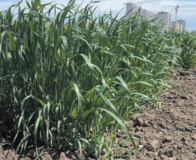 
长春吉大一院黄牛代挂号电话票贩子号贩子网上预约挂号,住院检查加快,盐碱地里麦花香（人民眼·盐碱地综合利用③）