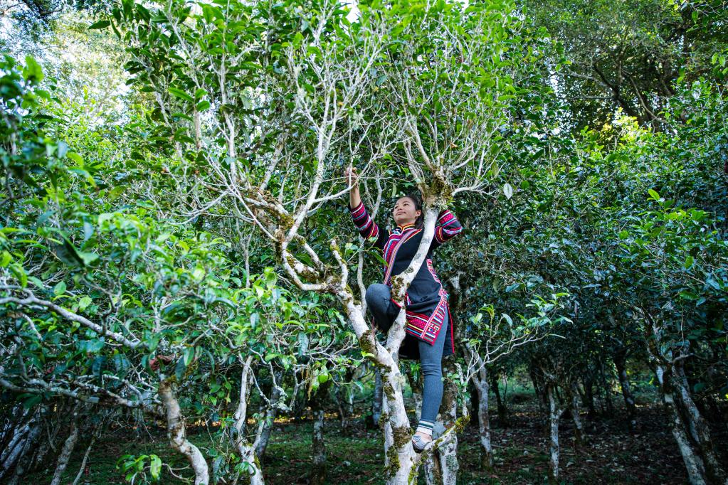
杭州市富阳中医骨伤医院黄牛代挂号电话票贩子号贩子网上预约挂号,住院检查加快,“要让古茶树长青，群众日子更红火”