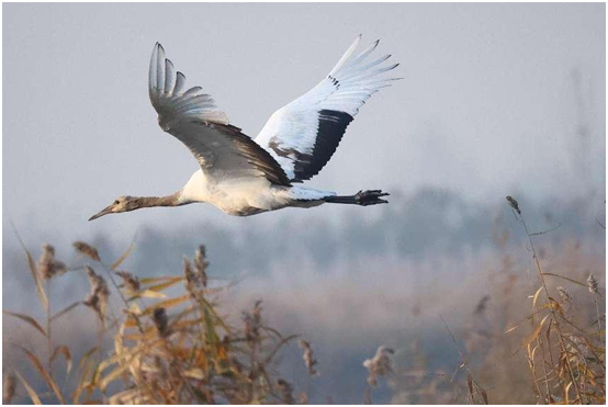 天津眼科医院黄牛代挂号电话票贩子号贩子网上预约挂号,住院检查加快,雄安新区:白洋淀首次记录到丹顶鹤的动态影像