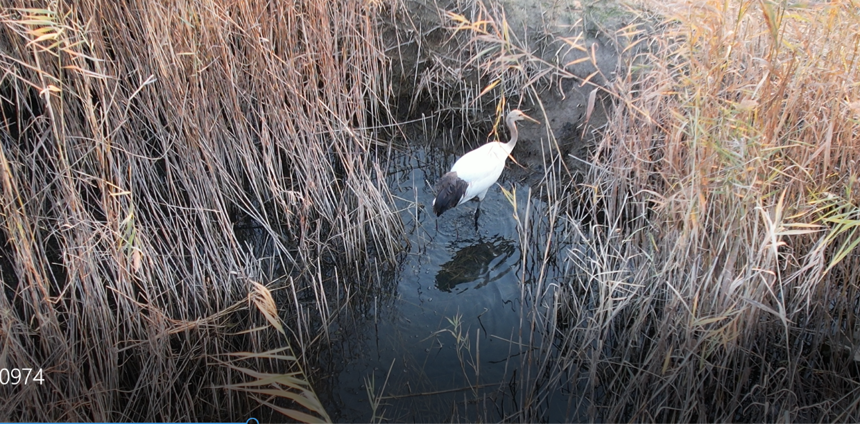 天津眼科医院黄牛代挂号电话票贩子号贩子网上预约挂号,住院检查加快,雄安新区:白洋淀首次记录到丹顶鹤的动态影像