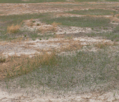 
长春吉大一院黄牛代挂号电话票贩子号贩子网上预约挂号,住院检查加快,盐碱地里麦花香（人民眼·盐碱地综合利用③）