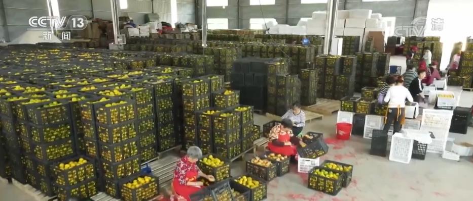 
杭州市儿童医院黄牛代挂号电话票贩子号贩子网上预约挂号,住院检查加快,对接海外市场 拓宽出口渠道 柑橘产业助力农户增收