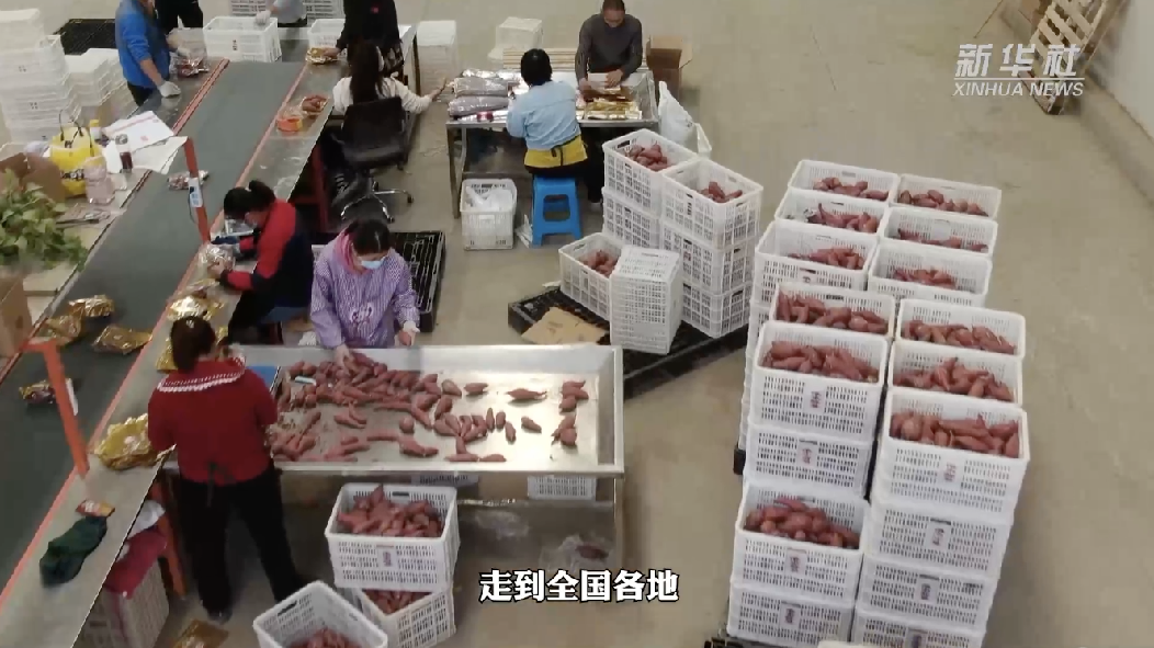 
北大口腔医院黄牛代挂号电话票贩子号贩子网上预约挂号,住院检查加快,新华全媒+丨一个红薯的“自述”