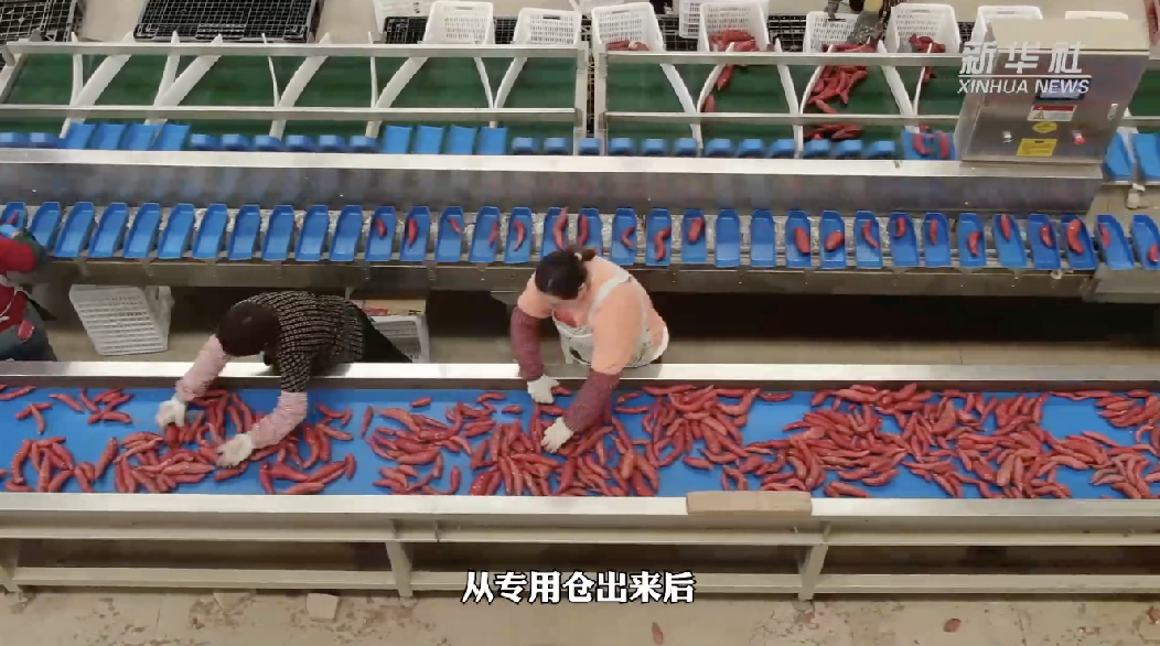 
北大口腔医院黄牛代挂号电话票贩子号贩子网上预约挂号,住院检查加快,新华全媒+丨一个红薯的“自述”