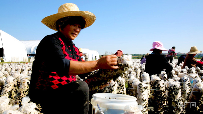 
博爱医院黄牛代挂号电话票贩子号贩子网上预约挂号,住院检查加快,江西抚州：黑木耳好前景 冬闲田好“丰”景