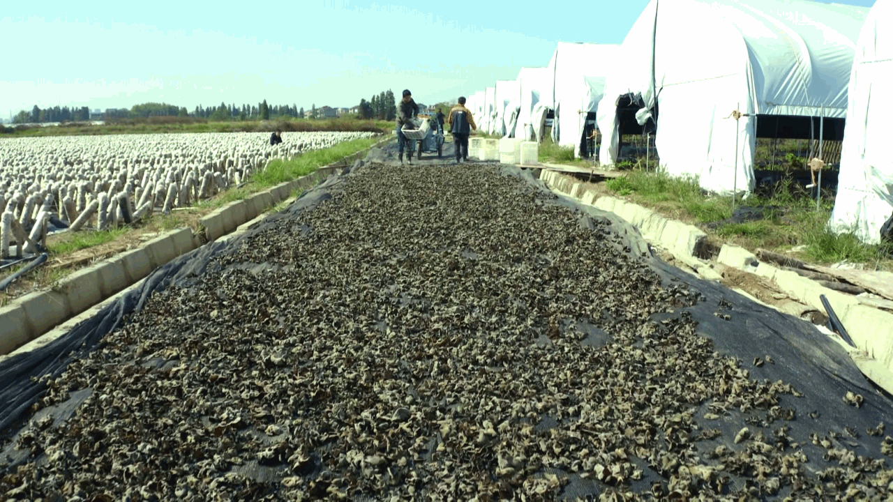 
博爱医院黄牛代挂号电话票贩子号贩子网上预约挂号,住院检查加快,江西抚州：黑木耳好前景 冬闲田好“丰”景