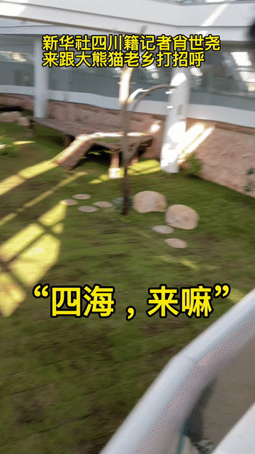 
重庆儿童医院黄牛代挂号电话票贩子号贩子网上预约挂号,住院检查加快,追光丨大熊猫在卡塔尔“听音识老乡”