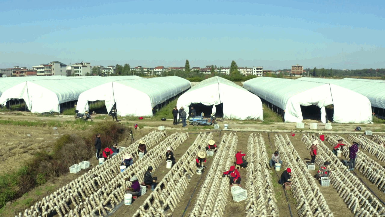 
博爱医院黄牛代挂号电话票贩子号贩子网上预约挂号,住院检查加快,江西抚州：黑木耳好前景 冬闲田好“丰”景