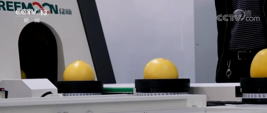 
南京各大医院黄牛代挂号电话票贩子号贩子网上预约挂号,住院检查加快,“黄金果”挂满枝 助力果农增收致富