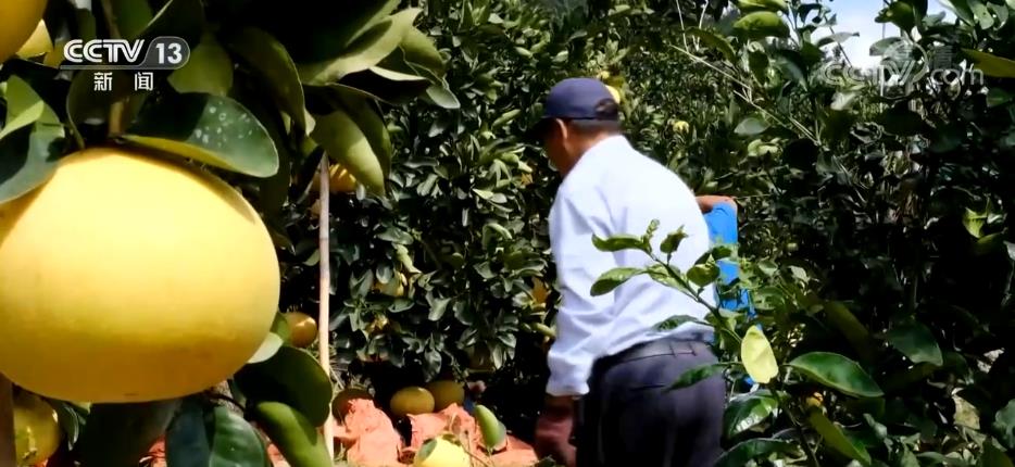 
南京各大医院黄牛代挂号电话票贩子号贩子网上预约挂号,住院检查加快,“黄金果”挂满枝 助力果农增收致富