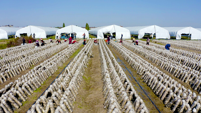 
博爱医院黄牛代挂号电话票贩子号贩子网上预约挂号,住院检查加快,江西抚州：黑木耳好前景 冬闲田好“丰”景