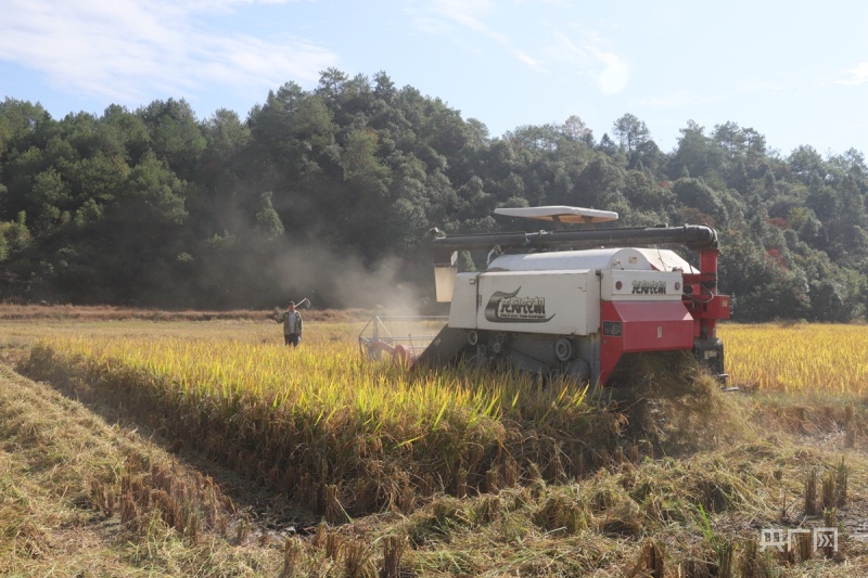 
北京儿童医院黄牛代挂号电话票贩子号贩子网上预约挂号,住院检查加快,【在希望的田野上】福建光泽：浆源畲田晚稻迎丰收