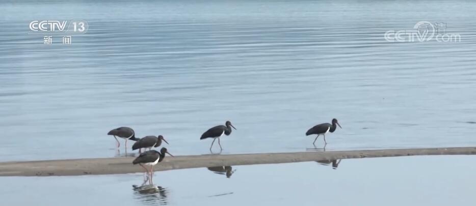 
浙江医院黄牛代挂号电话票贩子号贩子网上预约挂号,住院检查加快,长江江域生态改善 11只黑鹳集体到访长江关洲岛