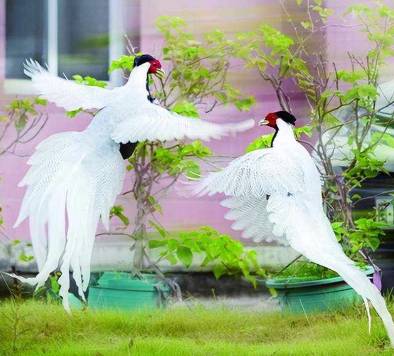 
北京北大口腔医院黄牛代挂号电话票贩子号贩子网上预约挂号,住院检查加快,仙气飘飘！“白凤凰”原来是国家二级保护动物白鹇