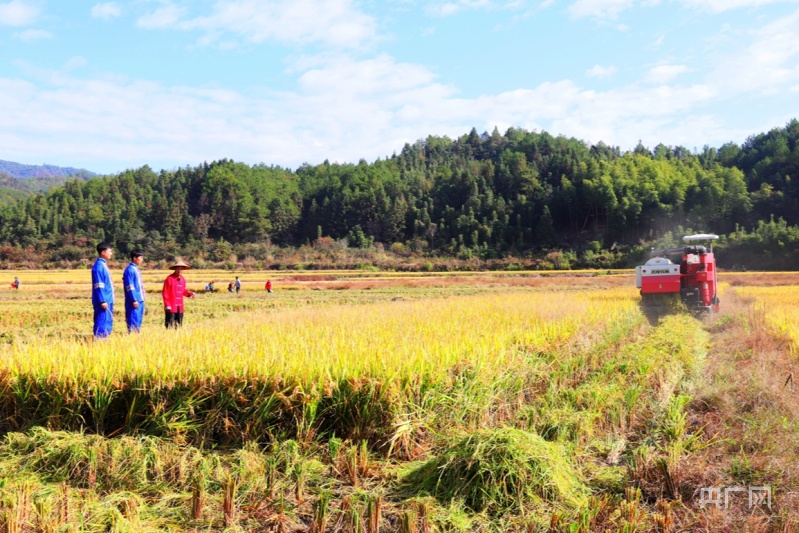 
北京儿童医院黄牛代挂号电话票贩子号贩子网上预约挂号,住院检查加快,【在希望的田野上】福建光泽：浆源畲田晚稻迎丰收