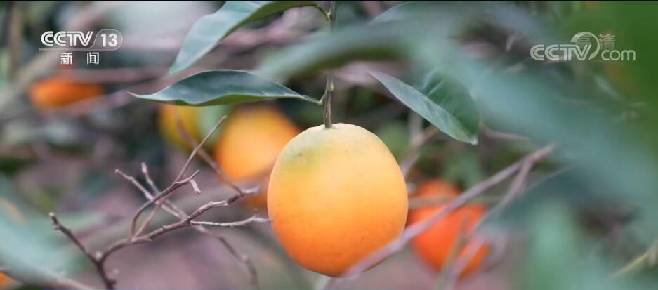 
北京妇产医院黄牛代挂号电话票贩子号贩子网上预约挂号,住院检查加快,福建福安2万余亩脐橙丰收上市 助力农户增收致富