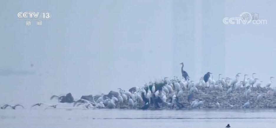
浙江医院黄牛代挂号电话票贩子号贩子网上预约挂号,住院检查加快,长江江域生态改善 11只黑鹳集体到访长江关洲岛