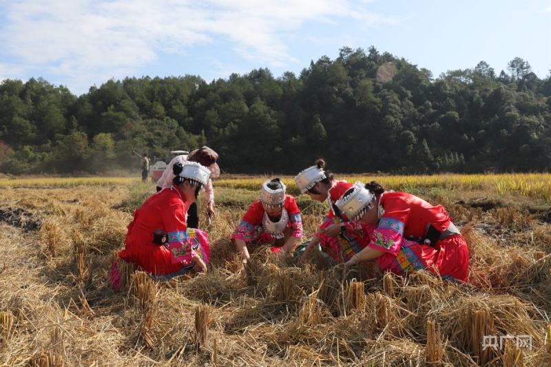 
北京儿童医院黄牛代挂号电话票贩子号贩子网上预约挂号,住院检查加快,【在希望的田野上】福建光泽：浆源畲田晚稻迎丰收