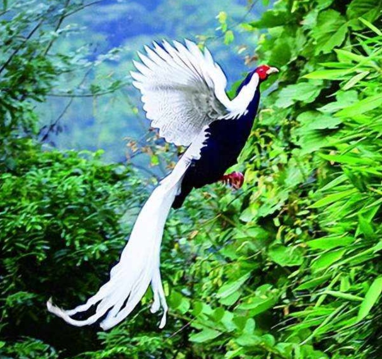 
北京北大口腔医院黄牛代挂号电话票贩子号贩子网上预约挂号,住院检查加快,仙气飘飘！“白凤凰”原来是国家二级保护动物白鹇