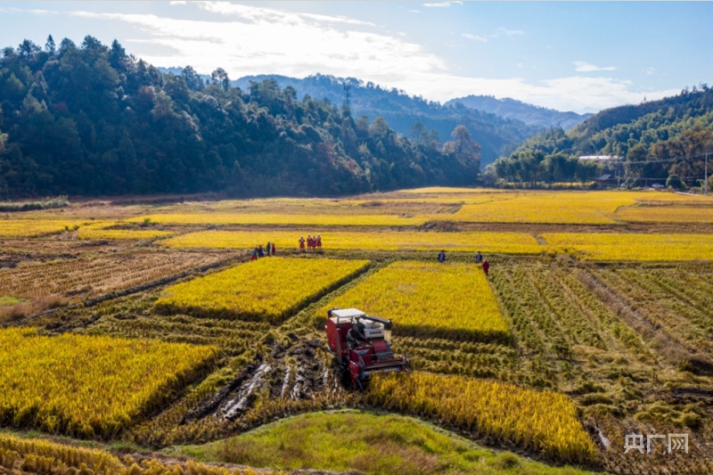
北京儿童医院黄牛代挂号电话票贩子号贩子网上预约挂号,住院检查加快,【在希望的田野上】福建光泽：浆源畲田晚稻迎丰收