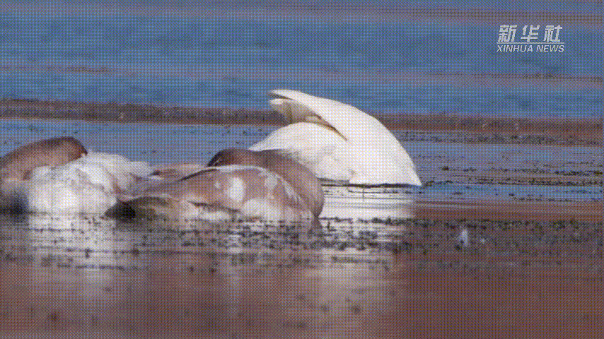 
南京市口腔医院黄牛代挂号电话票贩子号贩子网上预约挂号,住院检查加快,新疆沙雅：初冬时节生态美