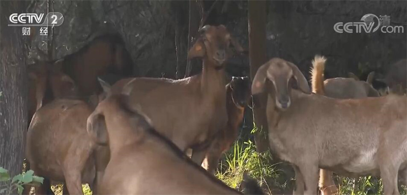 
南京市第一医院黄牛代挂号电话票贩子号贩子网上预约挂号,住院检查加快,“小雪”到腌菜忙 冬季进补选“跑山羊”