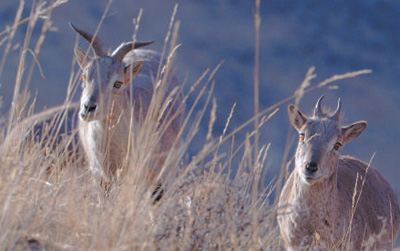 
沈阳医大二院黄牛代挂号电话票贩子号贩子网上预约挂号,住院检查加快,在中国，探寻自然之源（创作者谈）