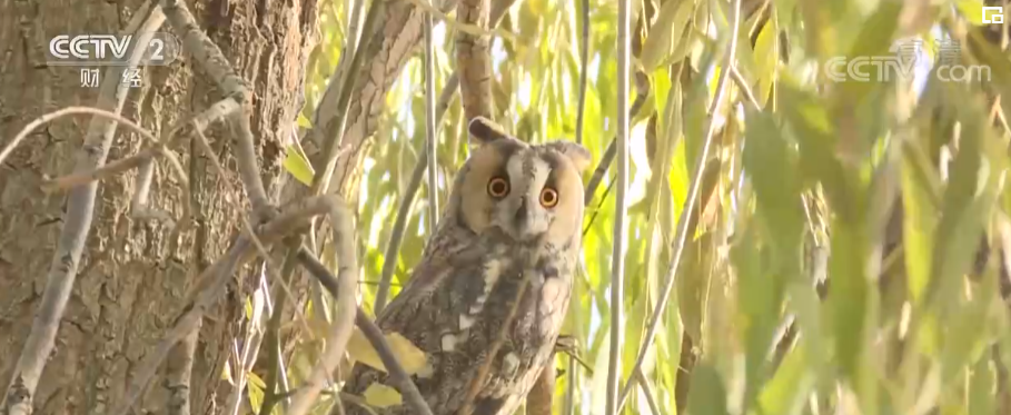 
上海中山医院黄牛代挂号电话票贩子号贩子网上预约挂号,住院检查加快,良好的生态环境吸引近百只长耳鸮落户甘肃民乐