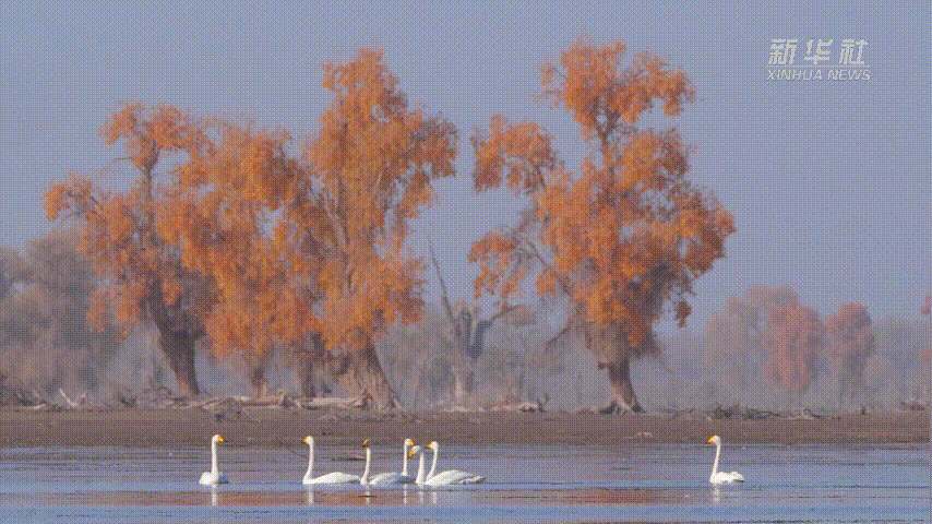 
南京市口腔医院黄牛代挂号电话票贩子号贩子网上预约挂号,住院检查加快,新疆沙雅：初冬时节生态美