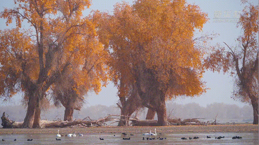 
南京市口腔医院黄牛代挂号电话票贩子号贩子网上预约挂号,住院检查加快,新疆沙雅：初冬时节生态美