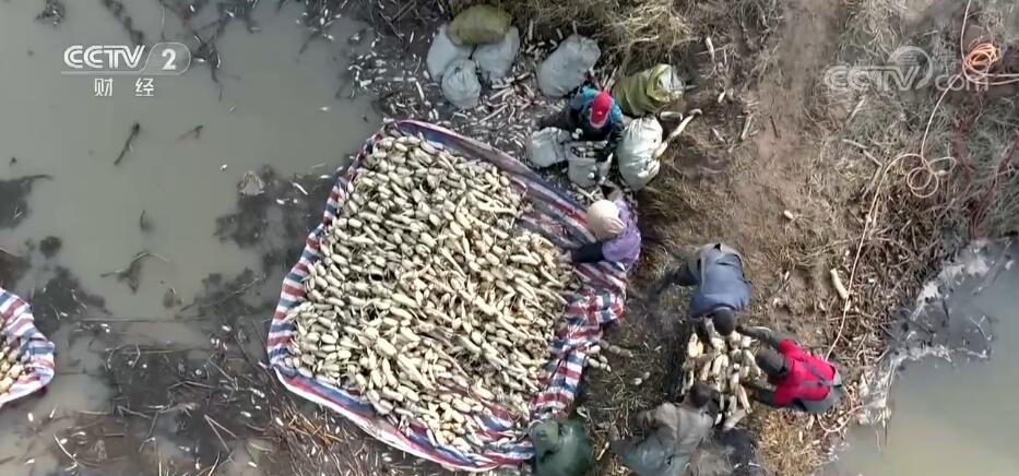 
杭州市三医院黄牛代挂号电话票贩子号贩子网上预约挂号,住院检查加快,黄河岸边万亩莲藕进入采收季 藕农抢抓农时迎丰收