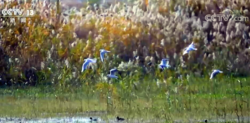 
首都医科大学附属北京朝阳医院黄牛代挂号电话票贩子号贩子网上预约挂号,住院检查加快,数万只候鸟飞抵山东泰安东平湖湿地越冬