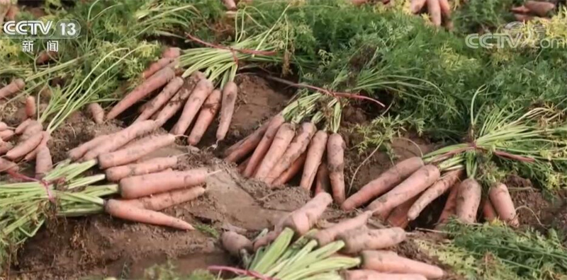 
北医六院黄牛代挂号电话票贩子号贩子网上预约挂号,住院检查加快,数字化 智能化！多地发挥供销优势 构建农产品城乡流通体系