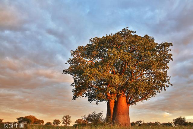 
北京八大处整形医院黄牛代挂号电话票贩子号贩子网上预约挂号,住院检查加快,肯尼亚叫停猴面包树出口，没有充分授权就不能砍伐