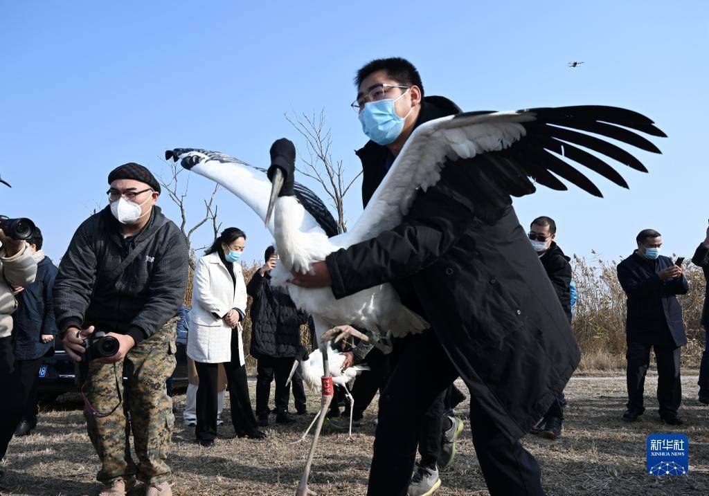 
首都医科大学附属天坛医院黄牛代挂号电话票贩子号贩子网上预约挂号,住院检查加快,3只“鸟类大熊猫”东方白鹳在七里海湿地重返自然