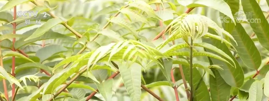 
首都医科大学附属儿童医院黄牛代挂号电话票贩子号贩子网上预约挂号,住院检查加快,香椿正丰收 冬日“椿”色浓