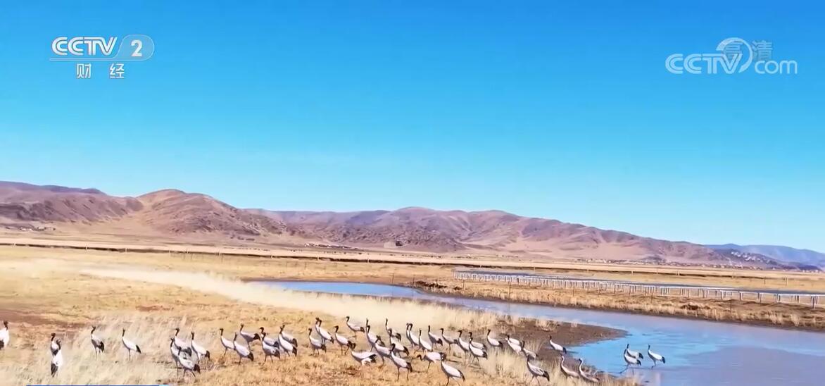 
北京大学第三医院黄牛代挂号电话票贩子号贩子网上预约挂号,住院检查加快,各地加强湿地保护 鹤舞鸟鸣描绘美丽生态画卷