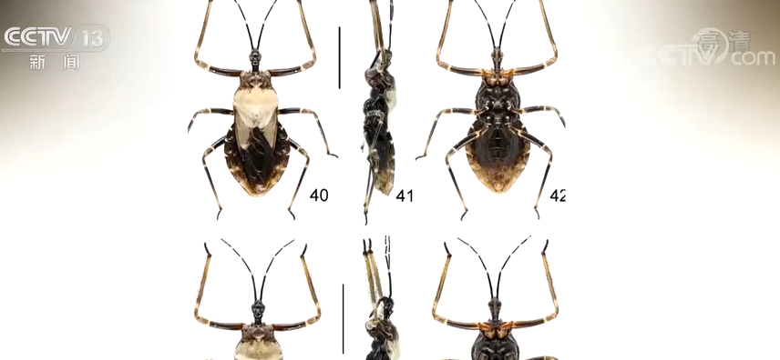 
中国医学科学院北京协和医院黄牛代挂号电话票贩子号贩子网上预约挂号,住院检查加快,福建武夷山国家公园“族谱”再添新成员