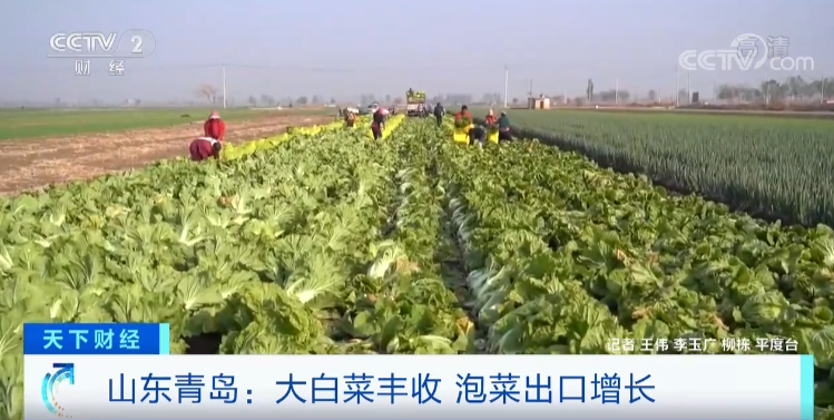 
北京阜外医院黄牛代挂号电话票贩子号贩子网上预约挂号,住院检查加快,青岛泡菜，在韩国卖爆了！或将占韩国年需求量一半！为啥这么香？