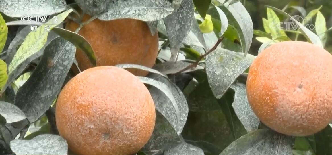 
北京各大医院黄牛代挂号电话票贩子号贩子网上预约挂号,住院检查加快,干旱影响沃柑生长 当地多措并举加紧部署抗旱工作