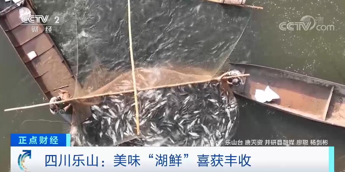 
北京儿童医院黄牛代挂号电话票贩子号贩子网上预约挂号,住院检查加快,利用优质水资源养殖高品质成鱼 四川乐山“湖鲜”喜获丰收