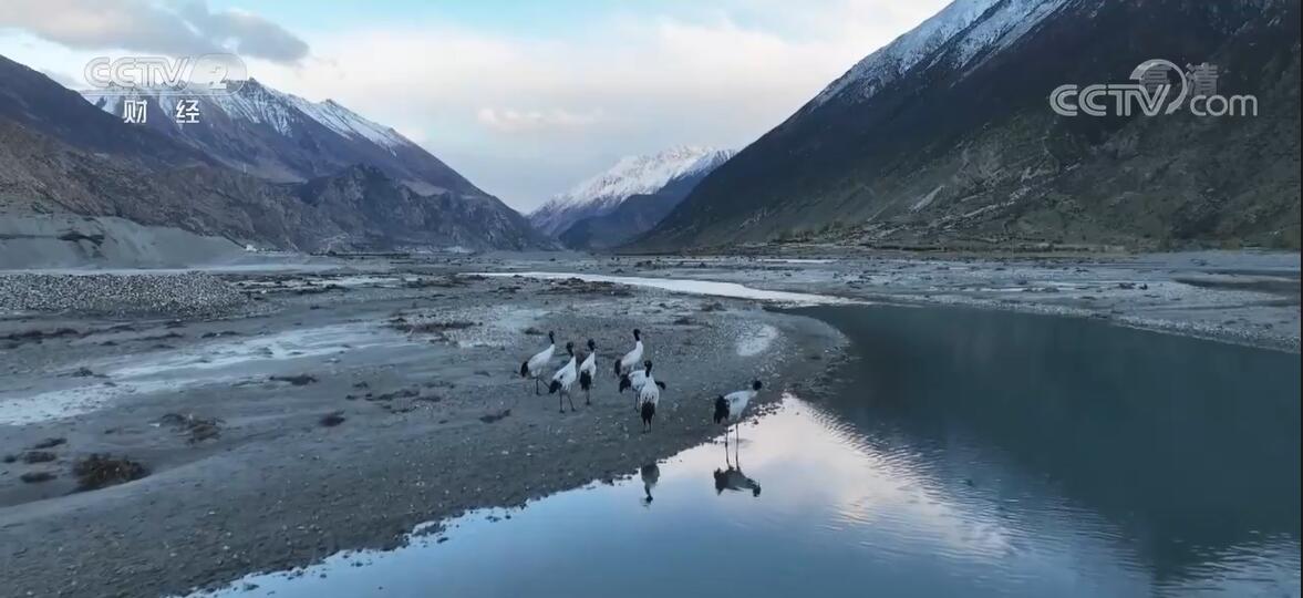 
北京大学第三医院黄牛代挂号电话票贩子号贩子网上预约挂号,住院检查加快,各地加强湿地保护 鹤舞鸟鸣描绘美丽生态画卷